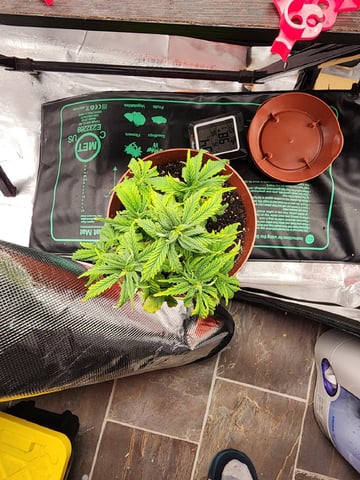 HE1E we GROW  — vegetative, day 67