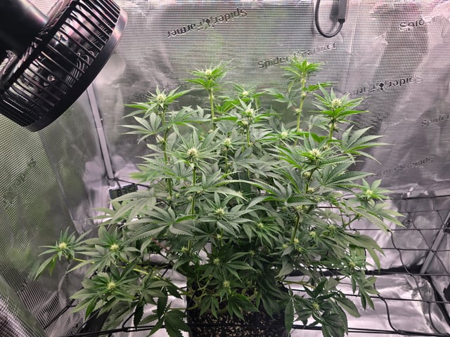 Northern lights #10 (Alaska) — flower, day 53