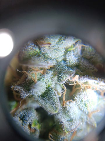 Lemon Cherry Gelato Closet Grow — flower, day 8