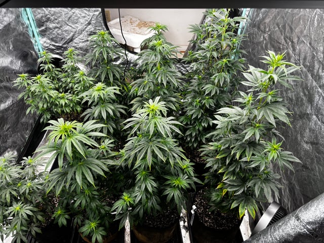 Mixed Freebies — flower, day 78