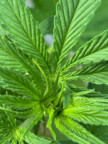 White Widow Twins — flower, day 53