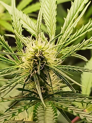 black gorilla feminized  — flower, day 17