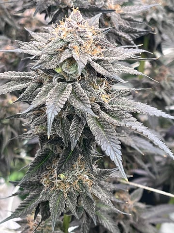 Rookie — flower, day 33