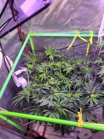 6th Grow — flower, day 53