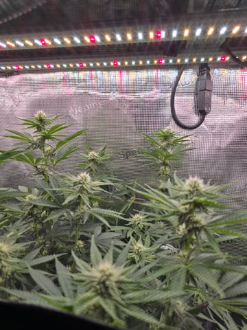 Northern lights #10 (Alaska) — flower, day 58