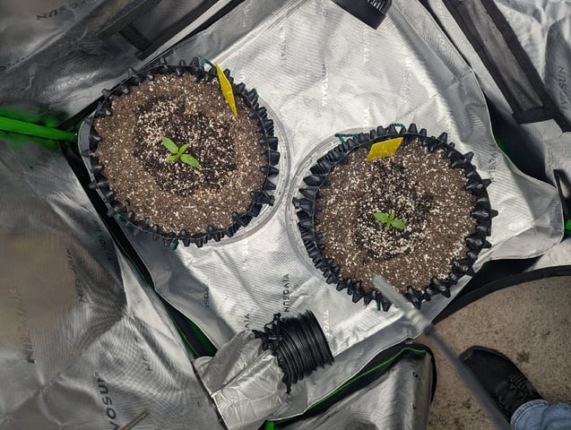 Titan F1 grow  — vegetative, day 12