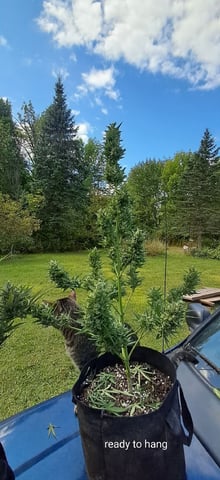 Outdoor Grow  — harvest, day 23