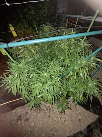 Sour Headies/OGBX1 — flower, day 127