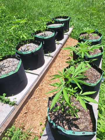 Bucket List Grow #2 — vegetative, day 32