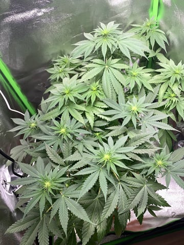 2nd Try — flower, day 58