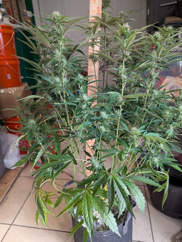 Control Plant — flower, day 77