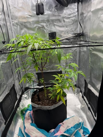  Apple fritter  Clones round two — vegetative, day 132
