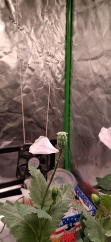 blueberry funk — flower, day 175