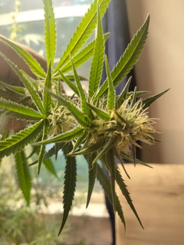 jay seaton  — flower, day 32