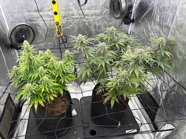 Grow Shed Grow #1 — flower, day 56
