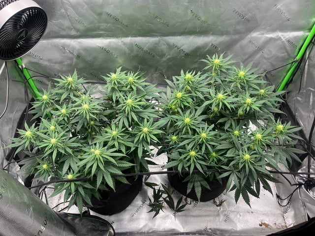 Blue Dream Photos — flower, day 68