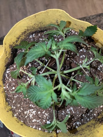 Early Girl — vegetative, day 8