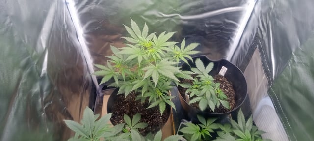 frst grow tent grow — vegetative, day 38