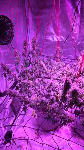 strawberry ghost and death breath — flower, day 29