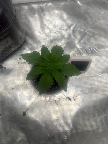 2nd Run — vegetative, day 18