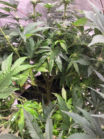 first grow — flower, day 74