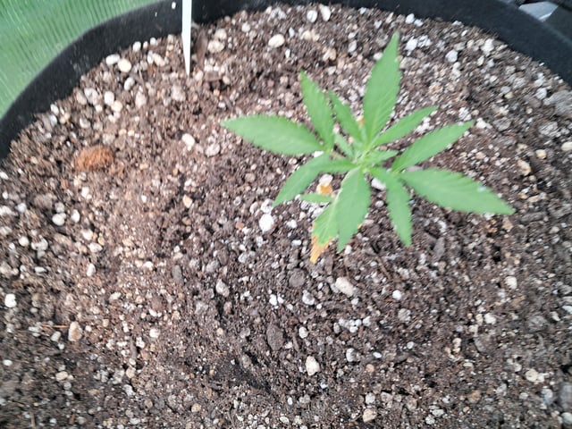 re-start new germination — vegetative, day 31