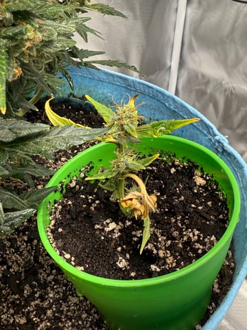 First Run — flower, day 109