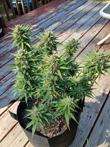 Lsd25, Dosido,GDP All Autos. — grow_setup, day 56