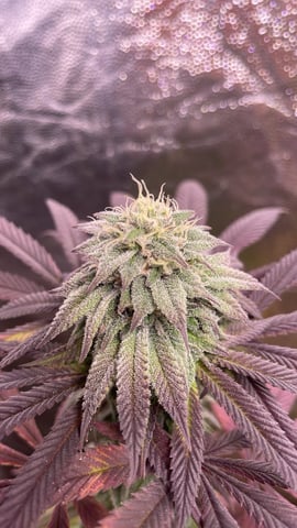 Tangie — flower, day 99