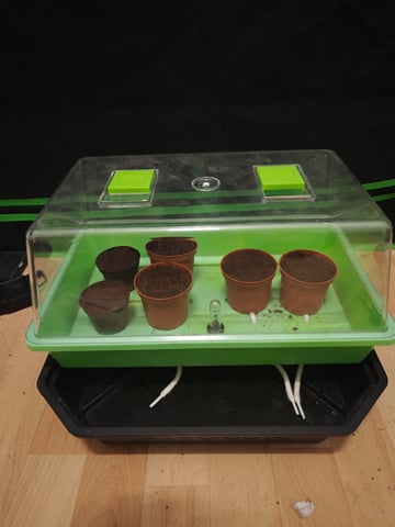 random seed First grow — grow_setup, day 1