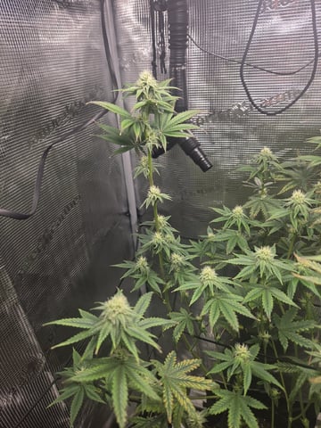 My first batch of medication — flower, day 89