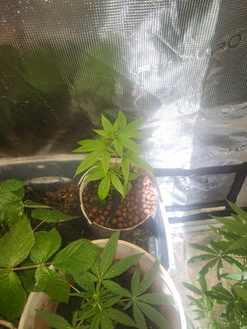 First Organic Hydro Grow. — vegetative, day 115