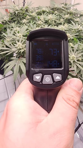 3rd run, 8 plant mom hunt - indoor top fed DTW with rockwool — flower, day 140