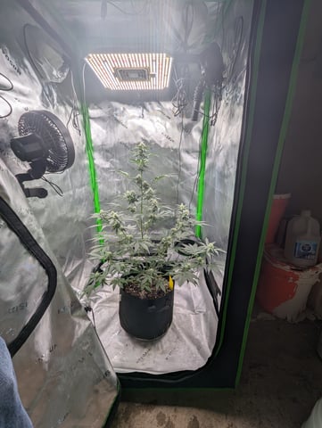 First Grow — flower, day 48