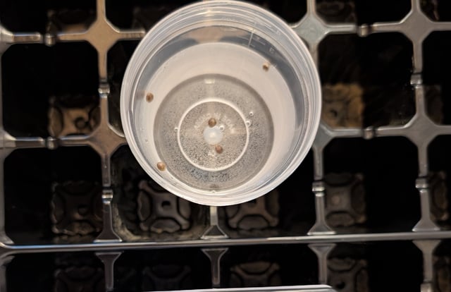 Acapulco Gold  — germination, day 1