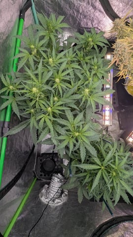 Perpetual Autoflower Mixed Grow #3 — flower, day 93