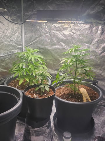 Cheshablue  — vegetative, day 1