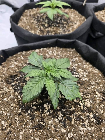 1st Grow 4x4 — seedling_rooting, day 17