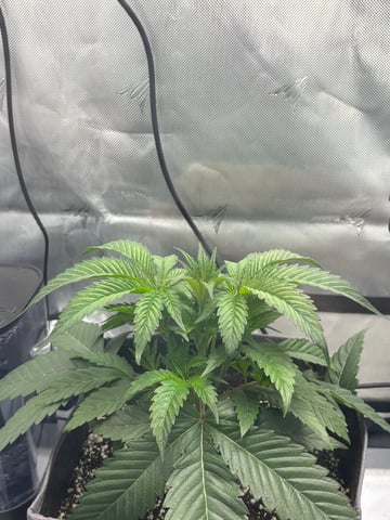northern lights — vegetative, day 10
