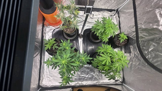 Grow #2 Thank You to All that helped guide me, offered advice, gave insight, or complimented progress. Now to apply some of what I learned the first go-round.  — vegetative, day 36