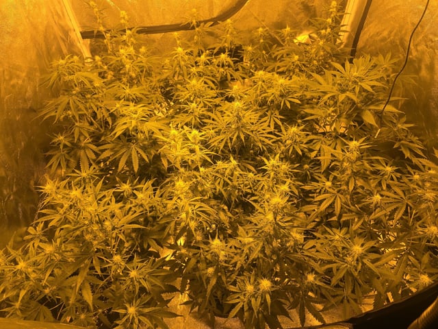 3rd Auto Grow — flower, day 65