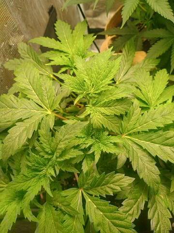 Brainstorm X Murder Biscuits — vegetative, day 36