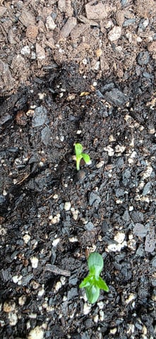 Let's just leave these right here! — germination, day 5