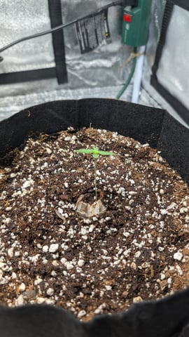 Grow 1 — seedling_rooting, day 9