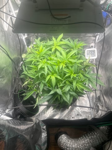 2nd Run — vegetative, day 67
