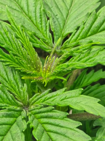 2nd Autoflower Indoor Grow — vegetative, day 19