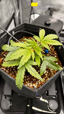 Autos: Banana Purple Punch (1)  & Guava Fig (2) — vegetative, day 29