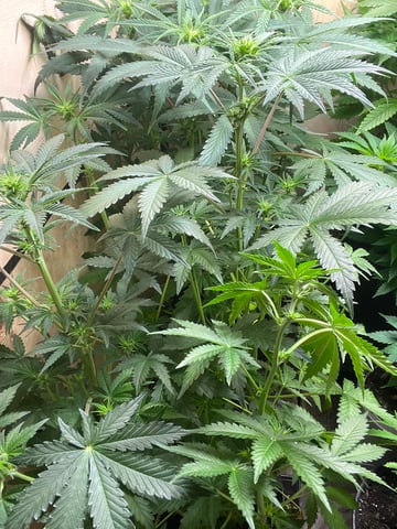 Auto variety  — flower, day 50