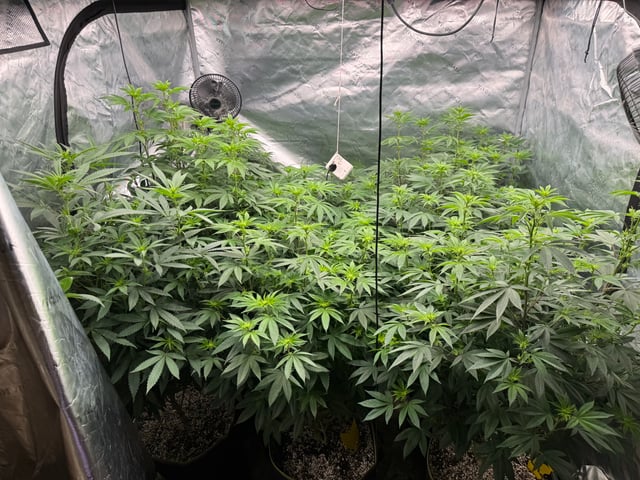 Hollywood Headband and LimeHeads  — flower, day 116
