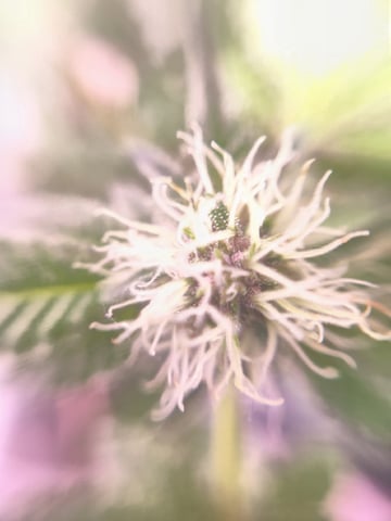 pineapple Express  — flower, day 16